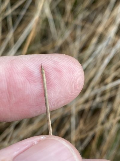 Eleocharis rostellata, photographed by Alan Weakley