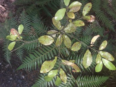 Alseuosmia banksii, photographed by naturewatchwidow
