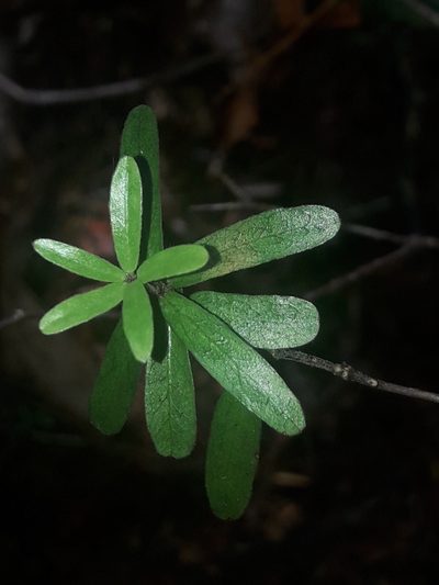 Pittosporum pimeleoides, photographed by naturewatchwidow