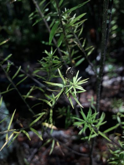 Pittosporum pimeleoides, photographed by naturewatchwidow