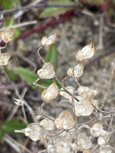 Trichostema nesophilum, photographed by Alan Weakley