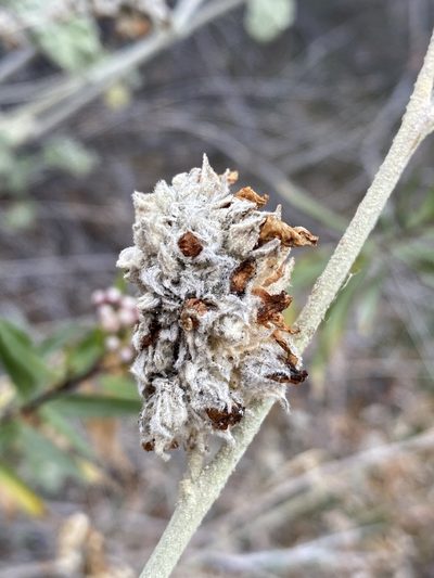 Malacothamnus enigmaticus, photographed by Matt Berger