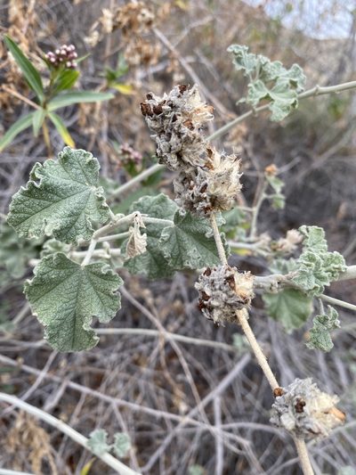 Malacothamnus enigmaticus, photographed by Matt Berger