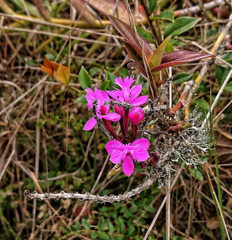 Epidendrum jamiesonis, photographed by Diego Inclan