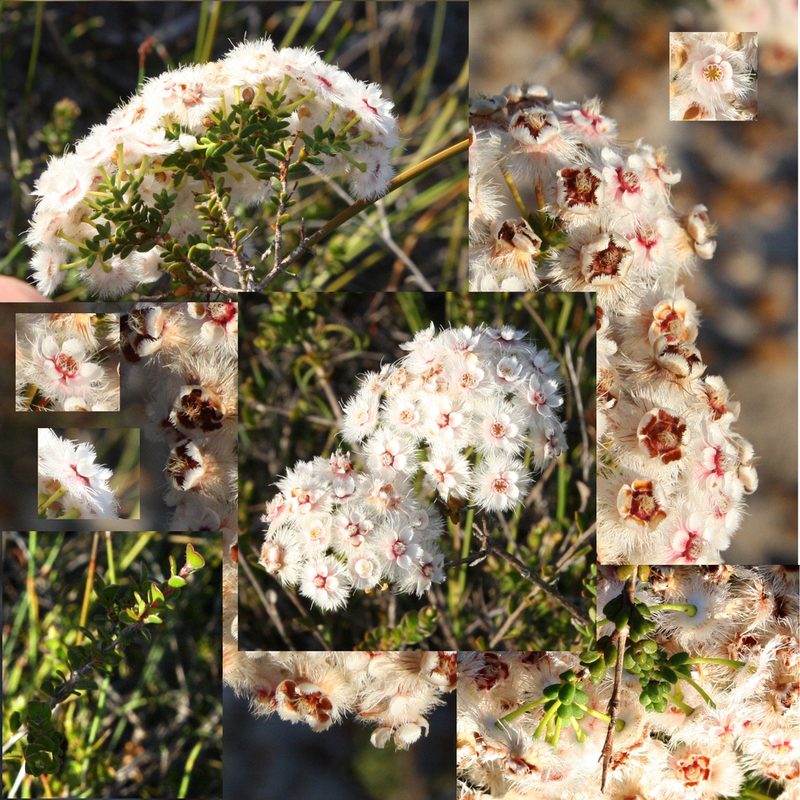 Verticordia inclusa, photographed by Margaret Langley
