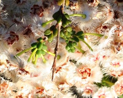 Verticordia inclusa, photographed by Margaret Langley