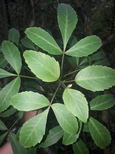 Pseudopanax gilliesii, photographed by naturewatchwidow