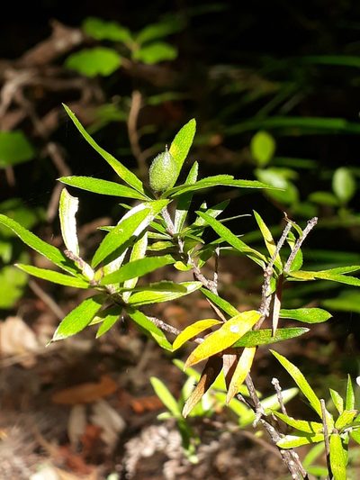 Pittosporum pimeleoides, photographed by Leon Perrie