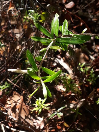 Pittosporum pimeleoides, photographed by Leon Perrie