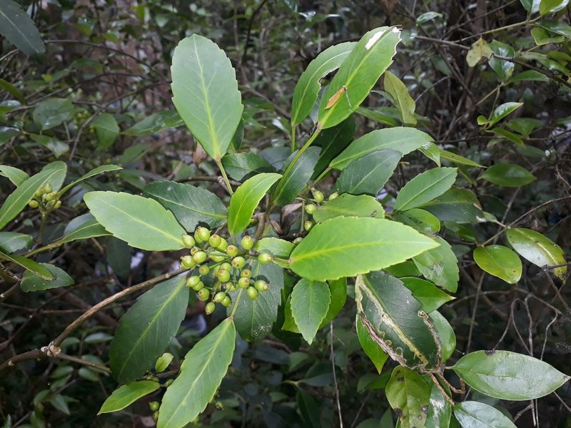 Pseudopanax gilliesii, photographed by Leon Perrie