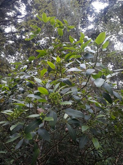 Pseudopanax gilliesii, photographed by Leon Perrie
