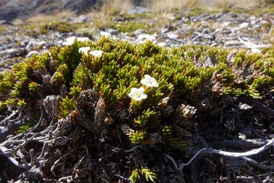 Dracophyllum muscoides, photographed by John Barkla