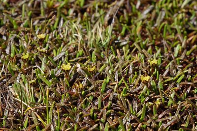 Abrotanella caespitosa, photographed by John Barkla