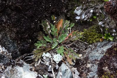 Pachycladon novae-zelandiae, photographed by John Barkla