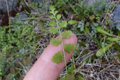 Cystopteris tasmanica, photographed by John Barkla