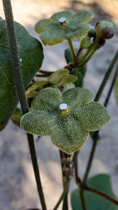 Tutunakanthus velutinus, photographed by Leonardo O. Alvarado Cárdenas