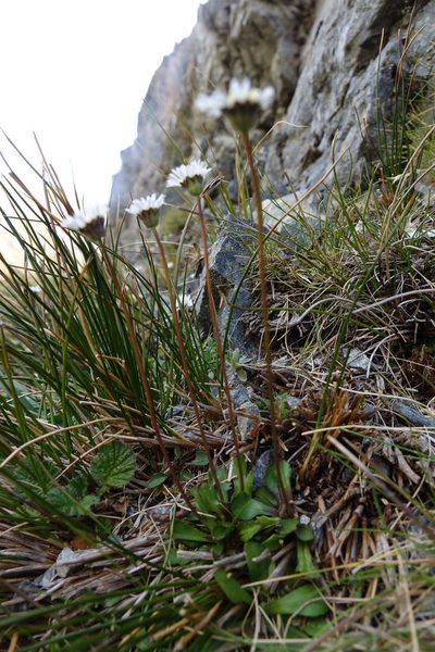 Brachyscome longiscapa, photographed by John Barkla