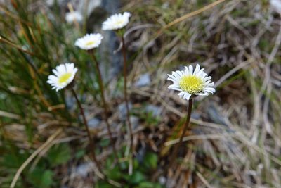 Brachyscome longiscapa, photographed by John Barkla
