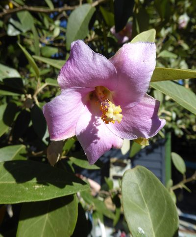 Lagunaria patersonia, photographed by Peter de Lange