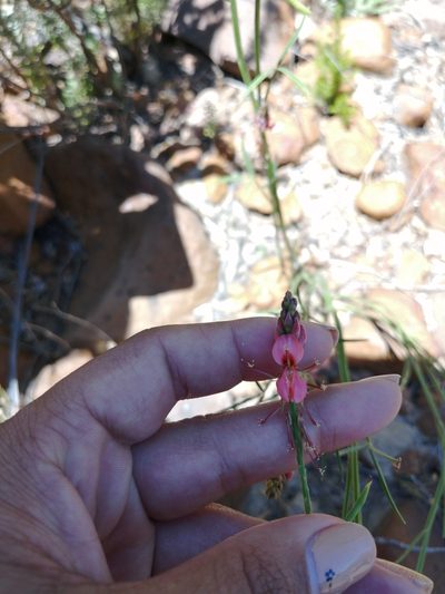 Indigofera triquetra, photographed by sharndreheuvel