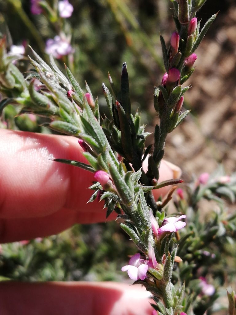 Muraltia decipiens, photographed by sharndreheuvel