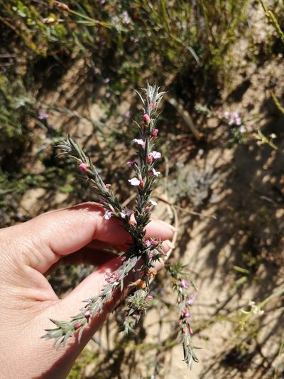 Muraltia decipiens, photographed by sharndreheuvel