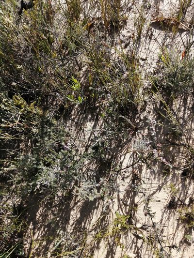 Muraltia decipiens, photographed by sharndreheuvel