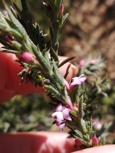 Muraltia decipiens, photographed by sharndreheuvel