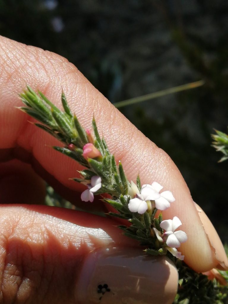 Muraltia longicuspis, photographed by sharndreheuvel