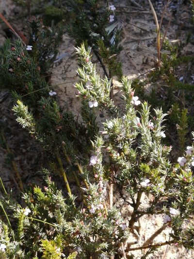 Muraltia longicuspis, photographed by sharndreheuvel