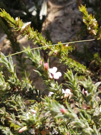 Muraltia longicuspis, photographed by sharndreheuvel