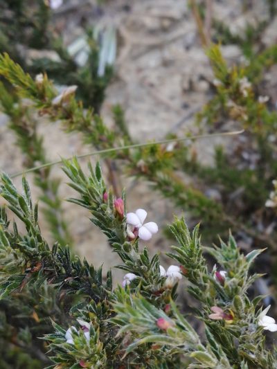 Muraltia longicuspis, photographed by sharndreheuvel