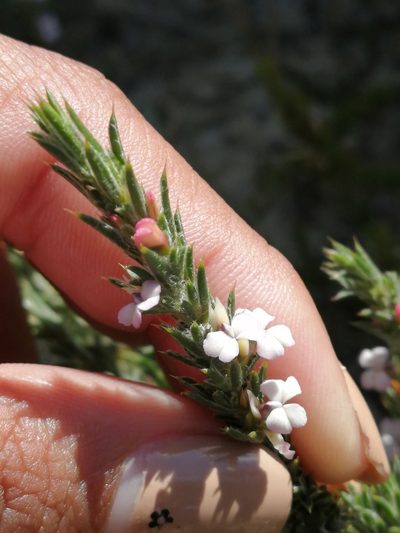 Muraltia longicuspis, photographed by sharndreheuvel
