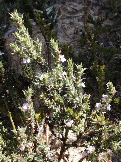 Muraltia longicuspis, photographed by sharndreheuvel