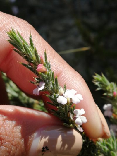 Muraltia longicuspis, photographed by sharndreheuvel