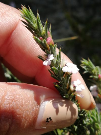 Muraltia longicuspis, photographed by sharndreheuvel