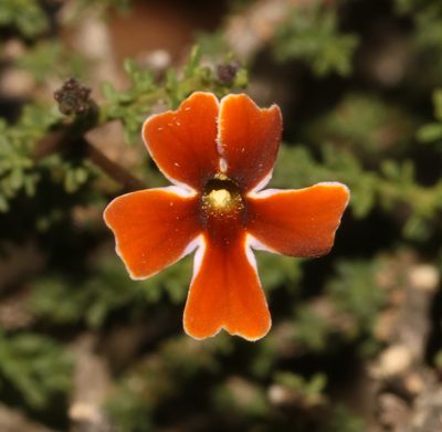 Jamesbrittenia atropurpurea, photographed by Brian du Preez