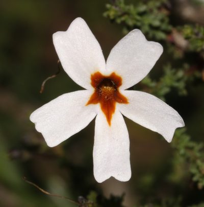 Jamesbrittenia aspalathoides, photographed by Brian du Preez