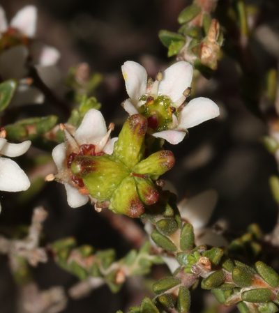 Diosma passerinoides, photographed by Brian du Preez