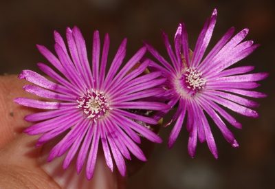 Drosanthemum quadratum, photographed by Brian du Preez
