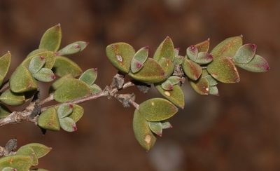 Drosanthemum quadratum, photographed by Brian du Preez