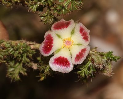 Anisodontea dissecta, photographed by Brian du Preez
