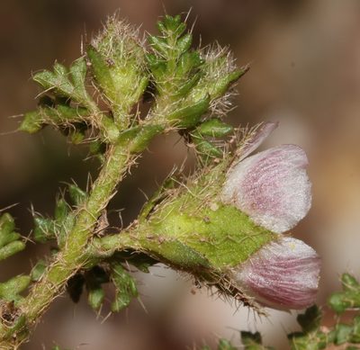Anisodontea dissecta, photographed by Brian du Preez