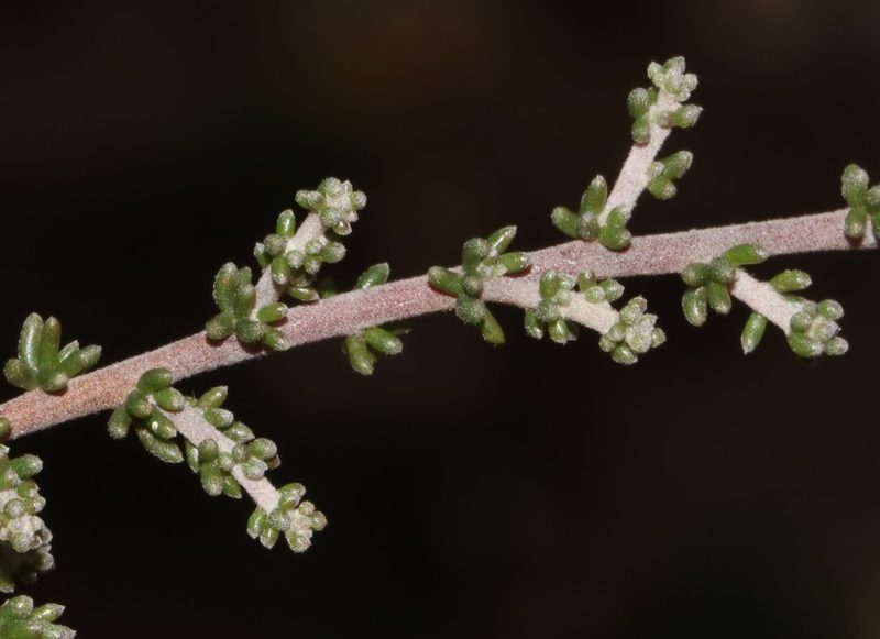 Aspalathus smithii, photographed by Brian du Preez