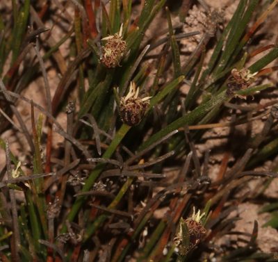Ficinia overbergensis, photographed by Brian du Preez