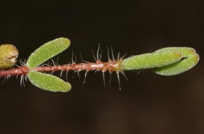 Drosanthemum striatum, photographed by Brian du Preez