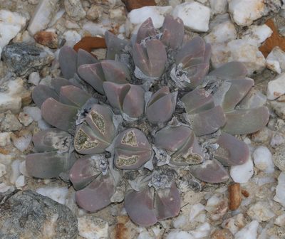 Gibbaeum hartmannianum, photographed by Brian du Preez