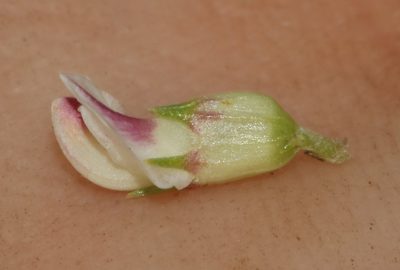 Aspalathus quartzicola, photographed by Brian du Preez