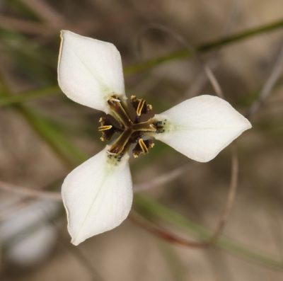 Moraea unguiculata, photographed by Brian du Preez