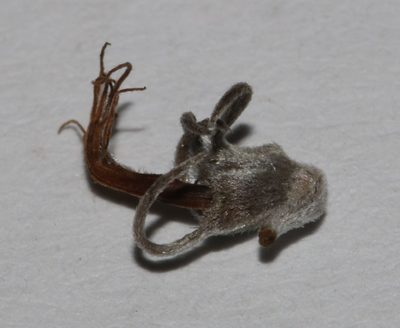 Aspalathus candidula, photographed by Brian du Preez